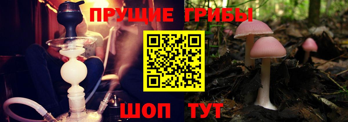 Гатчина  Галлюциногенные грибы Magic Shrooms  Вход с VPN  Галлюциногенные грибы ЛСД 